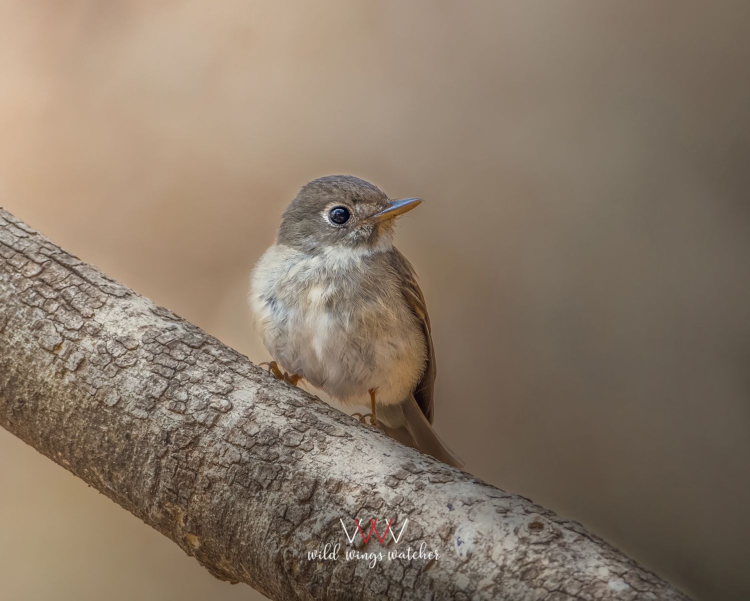 Brown breasted flycatcher lookout 001